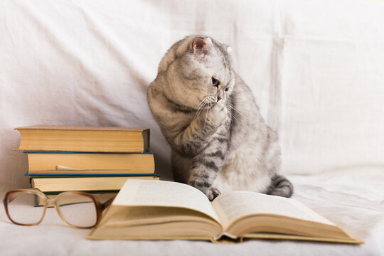 Cute cat licking paw near books and eyeglasses