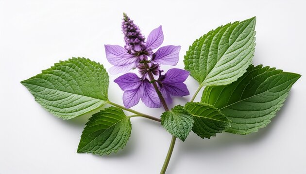 A Single Patchouli Sprig With Vibrant Purple Flowers And Fresh Green Leaves On A Clean White Background