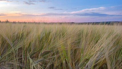 wheat field in the morning © Maksym Dykha