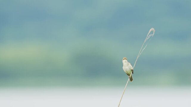 さえずるオオヨシキリ (鳴き声あり)