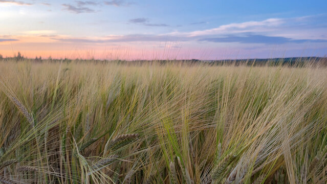 wheat field in the morning