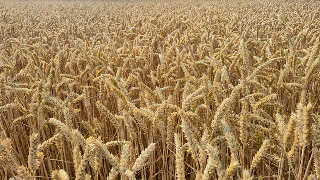 golden wheat field in summer