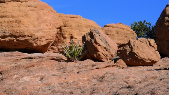 Landscape of the Canyon de Chelly National Monument in Arizona, USA. The vegetation includes yucca (Yucca spp.) and agave (Agave spp.)
