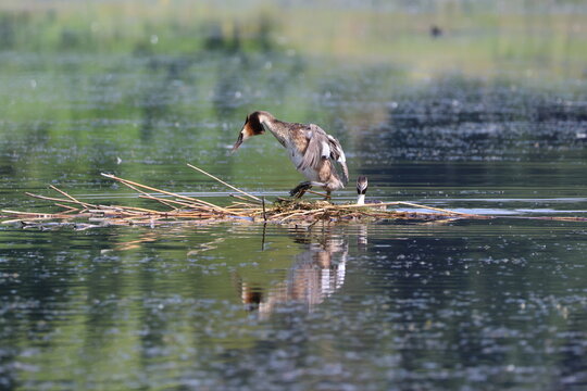 pair of great crested grebes (Podiceps cristatus) at their nest on lake during summer breeding season