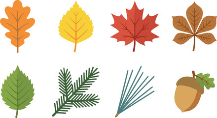 Colorful Autumn Leaves Collection with Maple Oak Birch Chestnut Spruce Pine Needles and Acorn © mstlipibegum