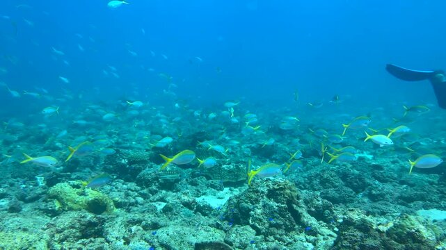 Close-up of a school of yellowtail fish swimming around a silhouette of diver. A mesmerizing vortex of fish passages in clear blue water. Seabed exploration, marine ecosystem, underwater nature