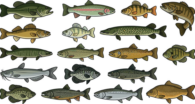 Freshwater fish species set featuring bass trout pike walleye perch catfish crappie carp isolated vector illustration for fishing