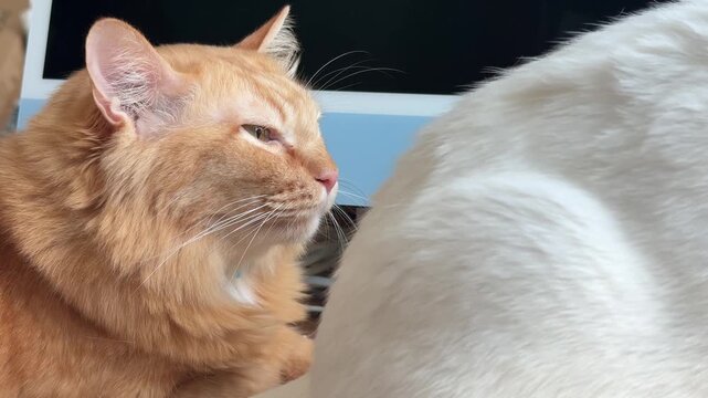 Horizontal video of an orange Siberian cat lying down and sniffing the rear of a white cat causing the white cat to turn around and react