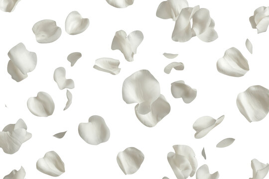 White rose petals falling, creating an ethereal and romantic background for wedding, love, and celebration designs