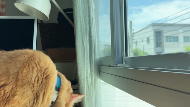 Horizontal video of an orange Siberian cat looking out the window for a moment before turning around and walking away backward