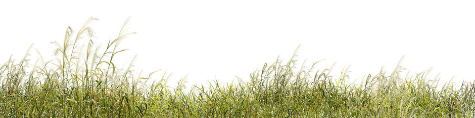 Obraz premium green grass isolated on white background/Ultra-sharp panoramic view of wild green grass with soft white plumes, isolated on a clean white background. High-resolution nature 