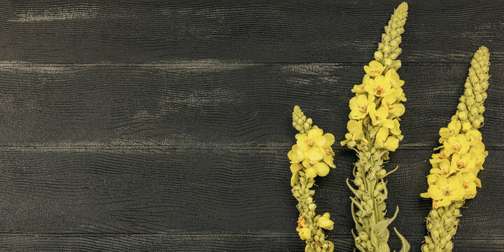 Fresh yellow Verbascum thapsus flowers on black background, symbol of herbal medicine