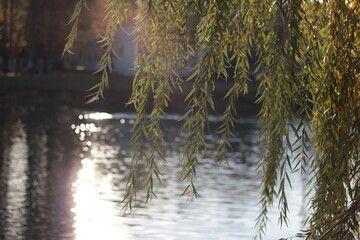 drooping branches of a weeping willow are reflected in the calm water. Sun glints, soft light, and green foliage create a peaceful natural backdrop. © Aleksandra Prokopenk