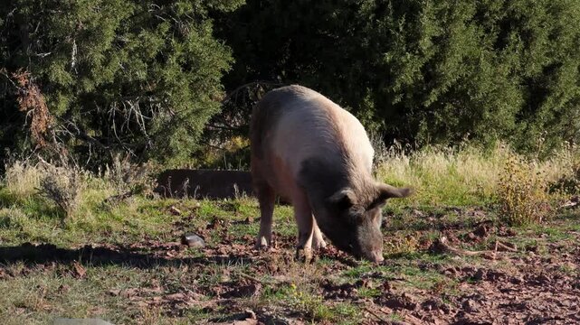 Idaho Pasture Pig, characterized by its ability to forage on pasture.