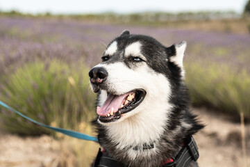 Portrait of a blue-eyed Siberian Husky against a blooming lavender field on a sunny day. Dog walk in nature. Outdoor adventures. Pets and people. © Tatiana