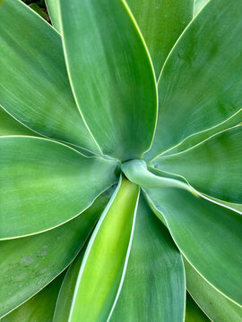 Close up of beautiful Foxtail Agave