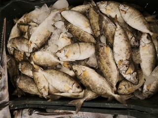 Fototapeta premium Fresh freshwater fish piled in a container at a market, showing silvery grey tones, visible scales, and natural texture of elongated bodies.