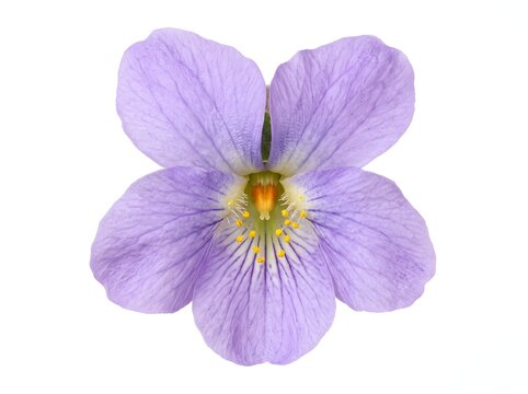 Close-up of a delicate purple flower isolated on a white background
