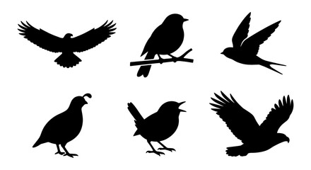 Fototapeta premium Diverse Bird Silhouettes Collection, Avian Wildlife Icons, Flying and Perching Species, Vector Graphics for Nature Themes