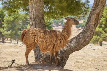 Fototapeta premium Brown llama standing beside pine tree in wildlife safari park