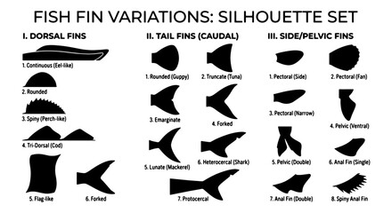 Fish Fin Variations Silhouette Set: Dorsal, Tail, and Side/Pelvic Fins Illustrated, Vector Graphic Collection for Marine Biology and Aquatic Design © Babu