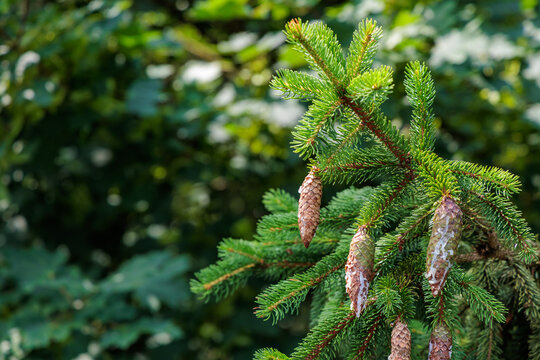 Fresh green spruce branch with pine cones and white resin under bright sunlight, copy space on blurred forest background, Picea abies
