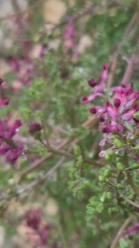 Fumaria officinalis flowers bloom against a textured stone wall in a garden setting. Vertical handheld camera tilt shot.