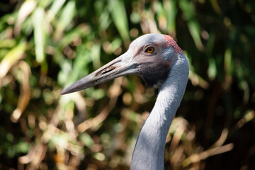 Obraz premium this is a close up of a brolga