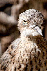Fototapeta premium this is a close up of a bush curlew