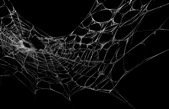 Realistic spider web overlay on black background, detailed cobweb texture with white silk threads for Halloween design, horror poster, spooky decoration or graphic composition.