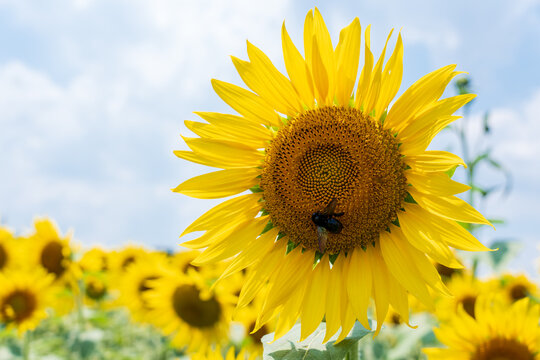 A vibrant close-up captures a large sunflower in full bloom, attracting a dark insect to its detailed center. Background sunflowers and a partly cloudy blue sky create a natural, sunny field atmospher