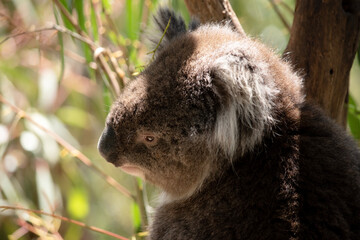this is a close up of a koala © susan flashman