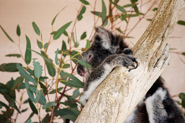 the koala is looking for the best eucalyptus leaves © susan flashman