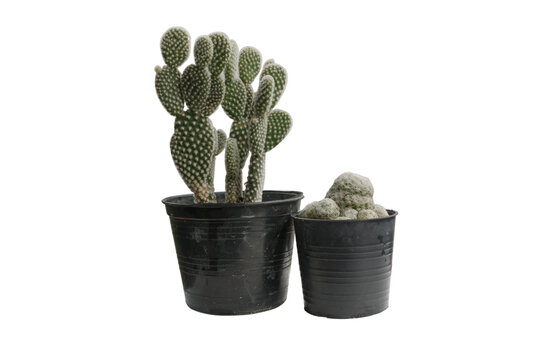 Potted bunny ear cactus In a pot on an isolated white background.