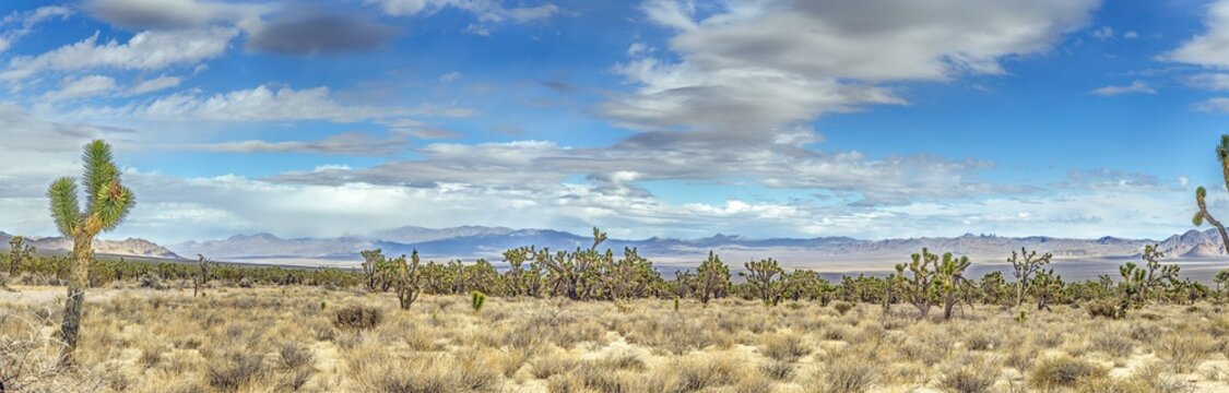 Joshua Tree panorama with dramatic clouds in Mojave Desert California