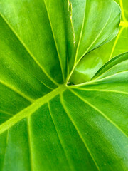 Close up Leaves of Giant Philodendron © Ryan