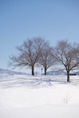 Fototapeta premium 雪原に立つ三本の木と澄んだ青空が広がる静かな冬のミニマル風景 Minimal winter landscape with three trees on a snowy hill under a clear blue sky 