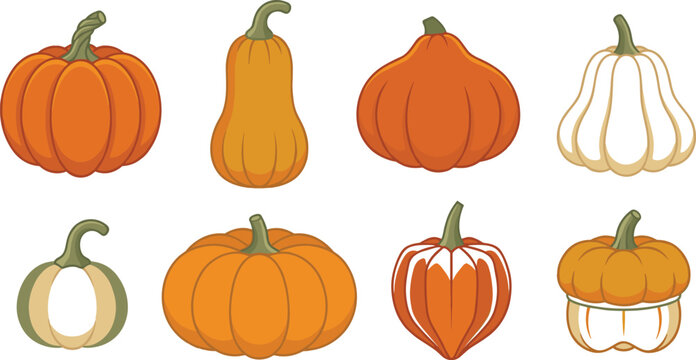 Autumn pumpkin and winter squash illustration set with diverse seasonal gourd and thanksgiving decoration elements