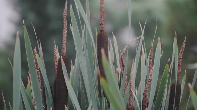 Common Cattails and Bulrush Plants Swaying in a Wetland Environment