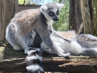 Obraz premium the lemurs are preenining each other