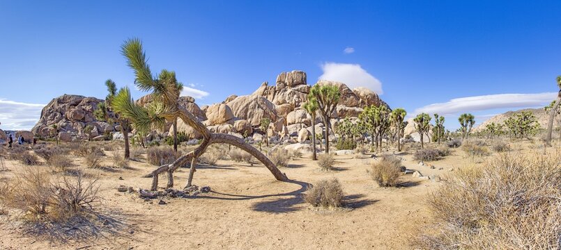 Arch shaped Joshua tree in rocky desert