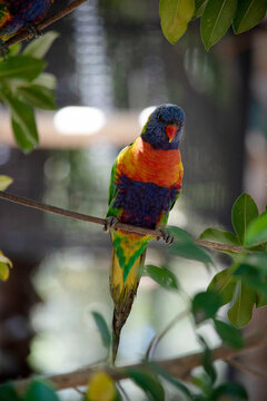 the rainbow lorikeet is perched on a branch