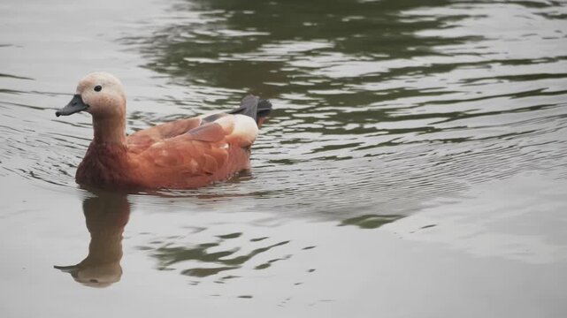 Ruddy shelduck swimming in a calm pond with ripples
