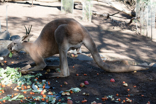 this is a side view of a red kangaroo eating vrgetables