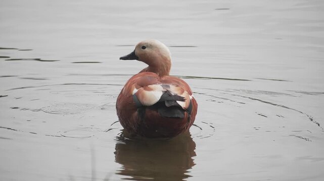 Ruddy Shelduck preening its feathers on a calm pond