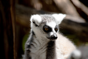Obraz premium this is a close up of a ringtailed lemur