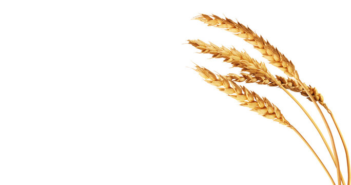 A diverse collection of wheat ears isolated on white, showcasing various stages of maturity and forms, perfect for agricultural and botanical themes