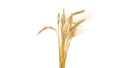 Obraz premium Golden Wheat Sheaves Harvest Abundance Cereal Grains On Transparent Background