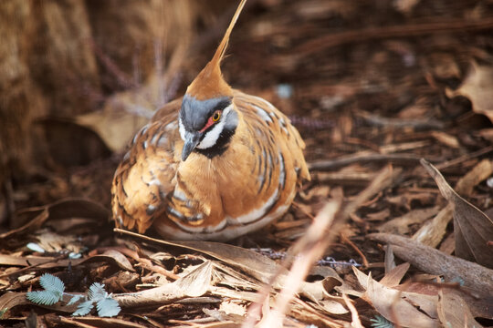 the spinifex pigeon is resting on the ground
