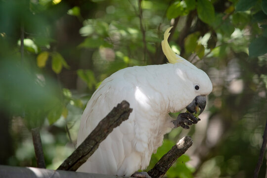 The sulphur crested cockatoo is eating fruit
